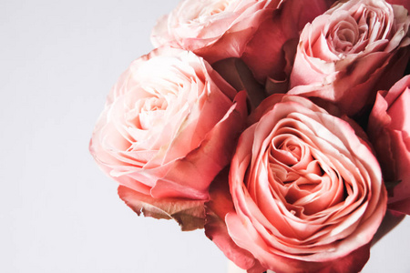 美丽的粉红色玫瑰隔离在背景上