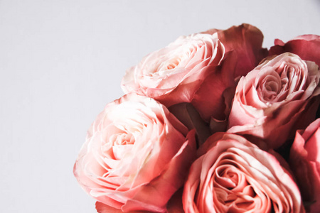 美丽的粉红色玫瑰隔离在背景上图片