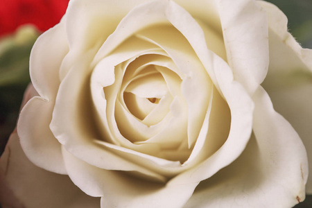 新鲜的红白玫瑰花束，鲜艳的背景