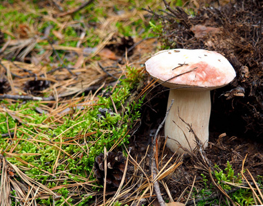 在森林的野生有机白蘑菇
