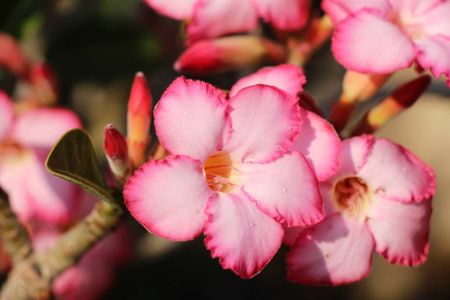 杜鹃花在花园里很漂亮