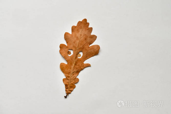 动画有趣的橡木秋叶白色背景情感的叶子