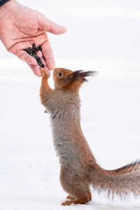 红松鼠SciurusVulgaris从人手中做笔记。 冬天喂松鼠。