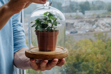 环保保持植物玻璃圆顶