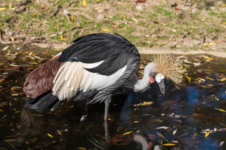 黑冠鹤, 动物园里的巴利丽卡帕科尼纳