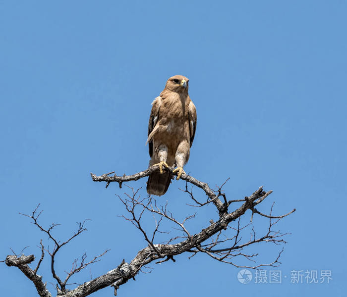 在纳米比亚热带草原的一棵树上栖息着一只鹰
