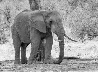 南非热带草原上的非洲象牛图片