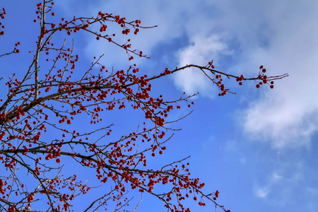冬天没有叶子的树，一天有蓝天。 裸露的树枝对着天空。