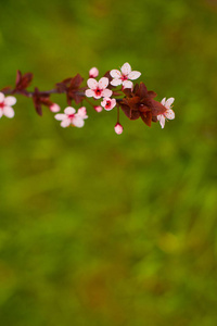 春天的樱花, 粉红色的花。绿草