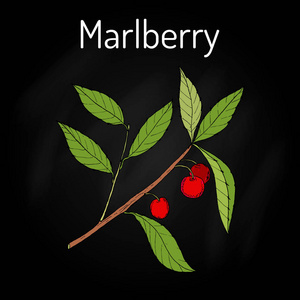 Marlberry 虎粳, 药用植物