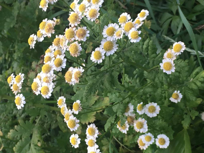 美丽的夏天花白色雏菊在花园里的阳光下