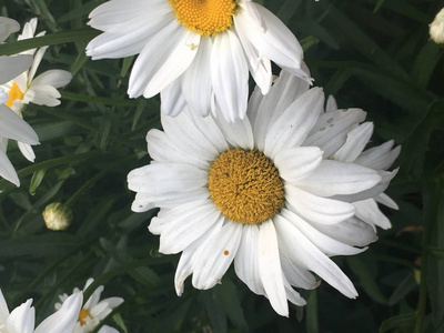 美丽的夏天花白色雏菊在花园里的阳光下