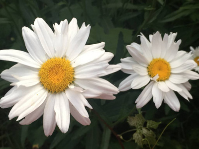 美丽的夏天花白色雏菊在花园里的阳光下
