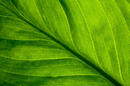 抽象绿色条纹自然背景，复古色调..植物的绿色纹理叶。自然生态背景。