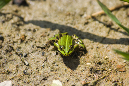 湿沙中的绿色青蛙