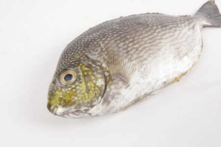 新鲜的拉马约鱼分离在白色上。