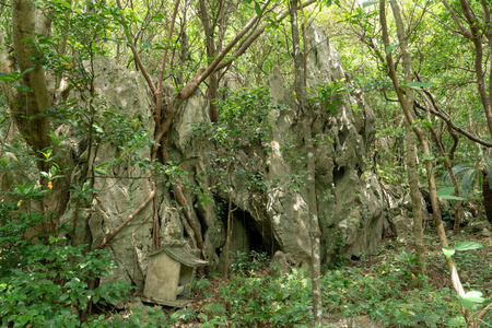 冲绳的大石头和大树