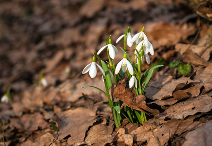 春天，白色的新鲜雪花在森林里盛开。 春暖花开的雪花预示着春天的到来。