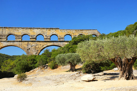 法国南部加德桥附近生长的老橄榄树。 它是所有高架罗马渡槽中最高的。