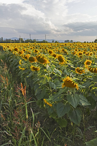保加利亚Kazanlak山谷Starazagora地区向日葵场的日落景观
