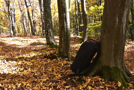 被公园或森林中的树木遗忘的摄影器材背包