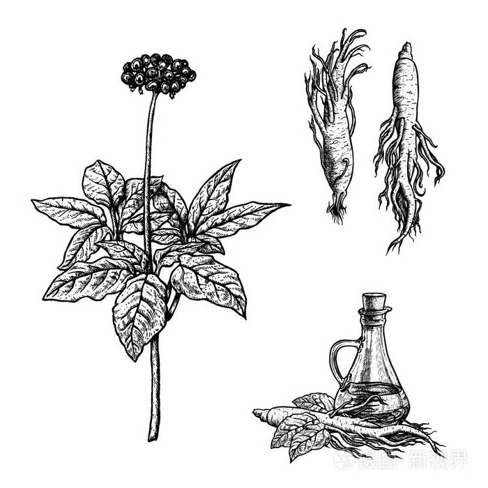 手绘的人参植物,油和根.复古矢量草图
