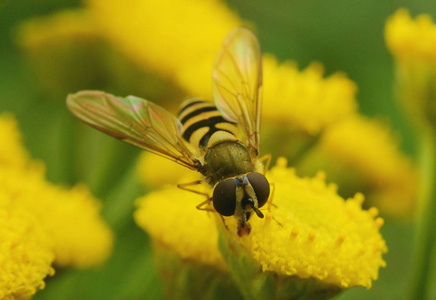 蜜蜂坐在黄色的坦西花上，紧紧地