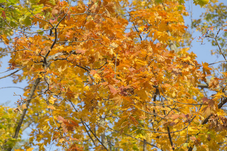 秋天把干燥明亮的叶子合上。 此图像可用作背景。