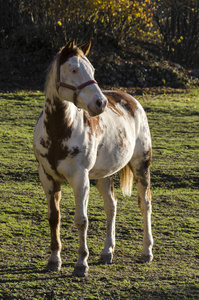 意大利利古里亚布拉格利亚高原草地上的马