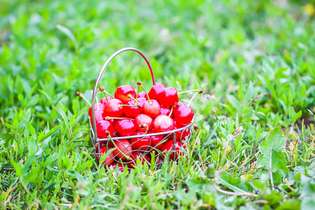 樱桃在绿草上的小金属篮子里。 农村夏季成熟新鲜有机甜樱桃。