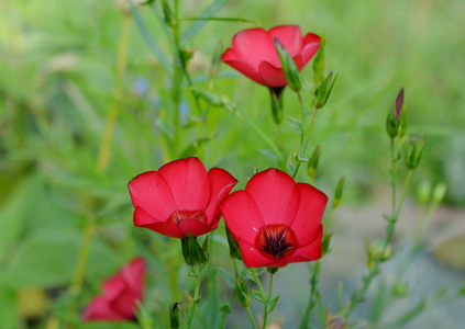 美丽的红花在阳光明媚的绿色草地背景接近