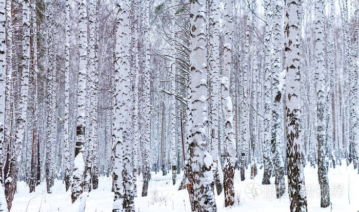 美丽的冬天白桦林