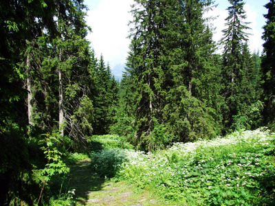 瑞士圣加伦州的德根堡地区丘尔弗林山脉山坡上的树木和常绿森林
