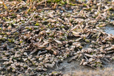 在经过麦德林的途中, 瓜迪亚纳河中常见的水葫芦的死亡遗骨