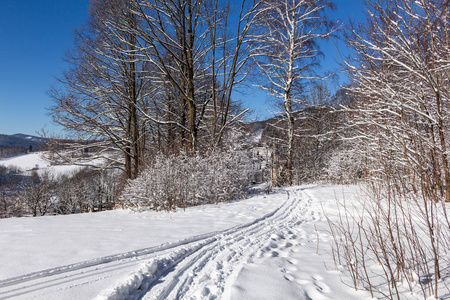 冬天的路在冰冻的树木之间