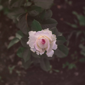 小粉玫瑰，复古风格，深色色调