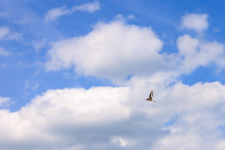 欧亚大陆hematopusosstralegus在飞行中蓝色多云的天空背景