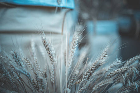 白天小麦背景模糊图片