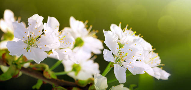 花树在绿色自然背景。春天背景