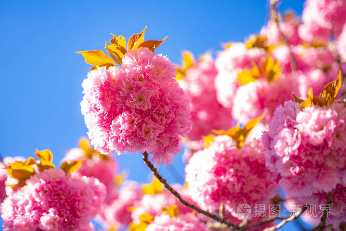 春天开花的背景.樱花.樱花节.鲜花盛开与日出背景