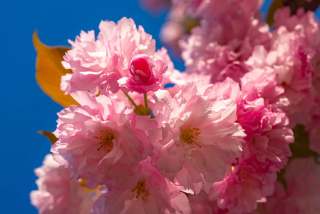 樱花。香仓樱桃树。背景与鲜花在春天的一天。盛开的樱花在自然背景上与蓝天接近的花朵