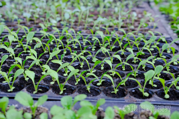 生菜幼苗生长在栽培托盘中 蔬菜种植