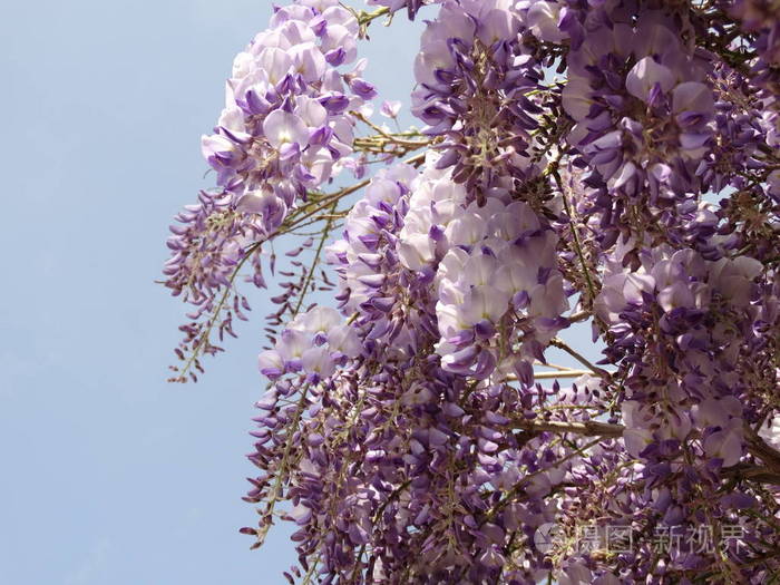 紫罗兰飘落的树开花