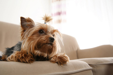 约克郡猎犬在沙发上，室内空间供文字。 快乐的狗