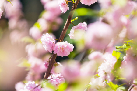 杏仁树粉红色的花。 美丽的春天概念背景。