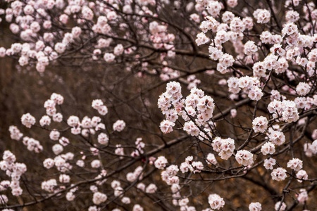 春天的季节自然背景，树上的粉红色樱花花