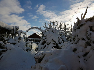 冬天房子附近雪地里美丽的圣诞树