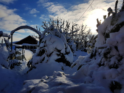 冬天房子附近雪地里美丽的圣诞树