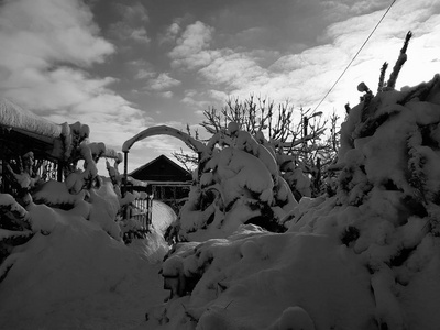 冬天房子附近雪地里美丽的圣诞树