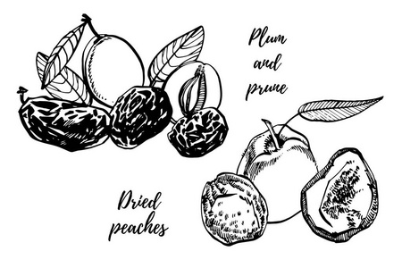 干燥桃子和 prunes, 李子手绘例证。螺母的墨迹草图。手绘的例证。隔离在白色背景上